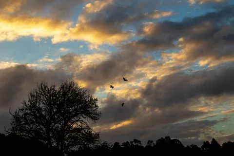 Sunset over the forest Stock Photos