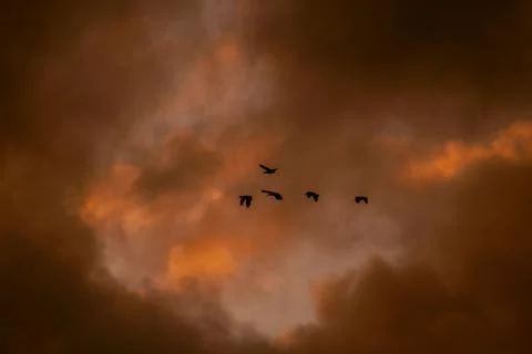 Sunset over the forest Stock Photos