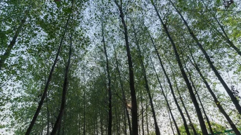 Sunset Over Forest Timelapse Stock Footage 326700992