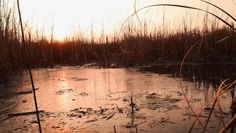 Sunset Over a Frozen Marsh 4K Slow Motion Nature Stock Footage 303364868