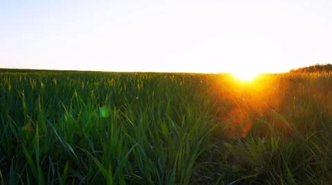 Sunset Over Grain Field Stock Photos