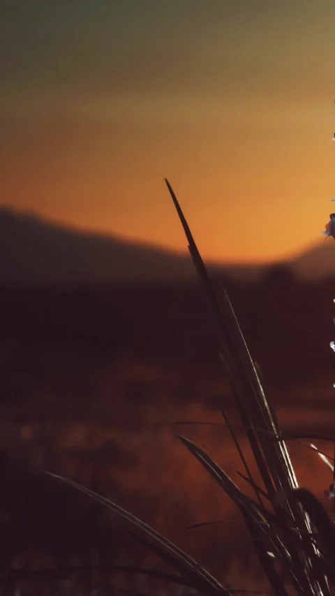 Sunset over grass and mountains in a rural area with clear sky Stock Footage 346677681