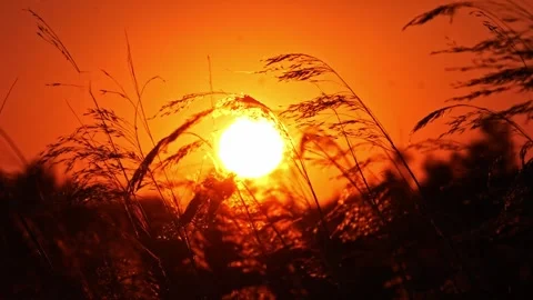 Sunset over Grass and Reeds – 4K Cinematic Landscape Footage Stock-Footage 320665608