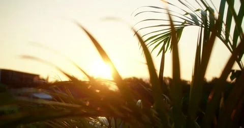 Sunset Over the Grass at the Beach Stockbeeldmateriaal 247461284
