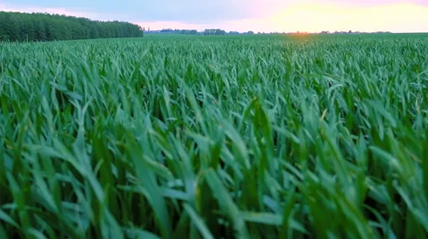 Sunset over grass field Stock Footage 63296072