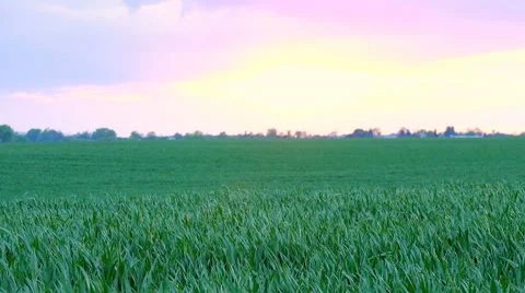 Sunset over grass field Stock Footage 63305131