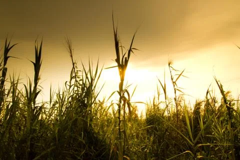 Sunset over grass field Stock Photos