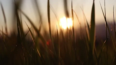 Sunset over the grass Stock Footage 242390406