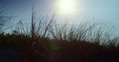 Sunset over grass Stock Footage 247336583