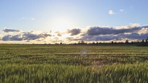 Sunset over the green field. blue clouds over the field Stock Footage 200784594