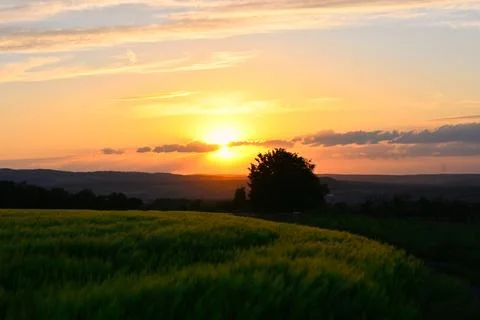 Sunset over a green field with a tree in the foreground and rolling hills i.. Stock Photos