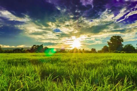Sunset over a green fields Foto stock