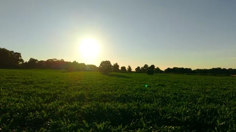 Sunset over green maize field with countryside panorama. Productive farmland Stock Footage 342805814