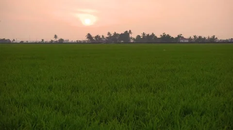 Sunset Over Green Paddy Field Stock-Footage 47983939