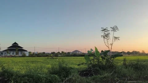 Sunset over Green Rice Fields and Village Mosque Stock Footage 340338430
