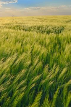 Sunset over green rye field Free Stock Photos