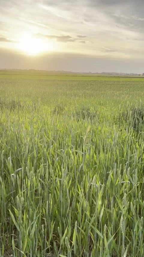 Sunset over a green wheat field Stock Footage 309535722
