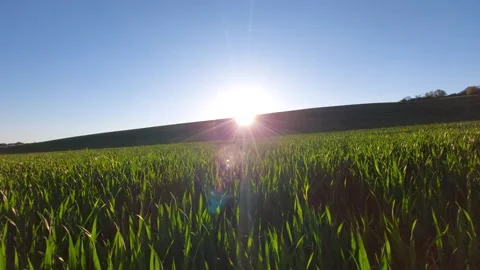 Sunset Over Green Wheat Field with Clear Blue Sky Stock Footage 334137528