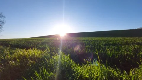 Sunset over green wheat field with lens flare and wind Stock Footage 334795845