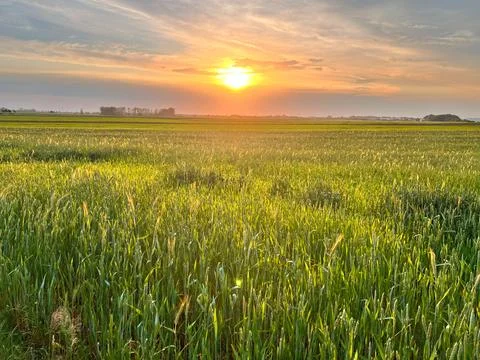 Sunset over a green wheat field Stock Photos