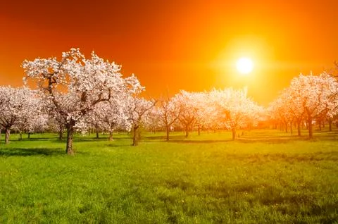 Sunset over the grove Foto stock