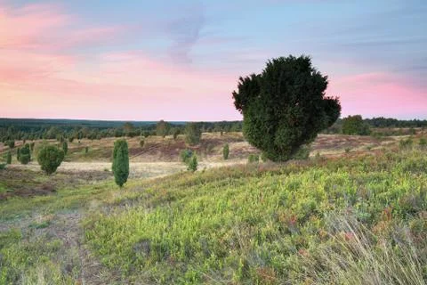 Sunset over hills with junipers Stock-Fotos