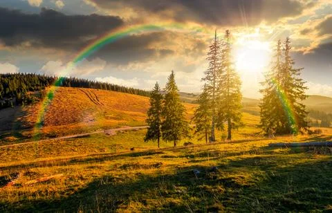 Sunset over hillside with coniferous forest on a meadow in mountain landsca.. Photos