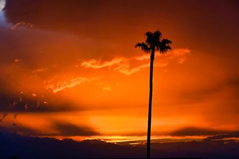 Sunset over the horizon with a palm tree standing tall against colorful clo.. Stock Photos