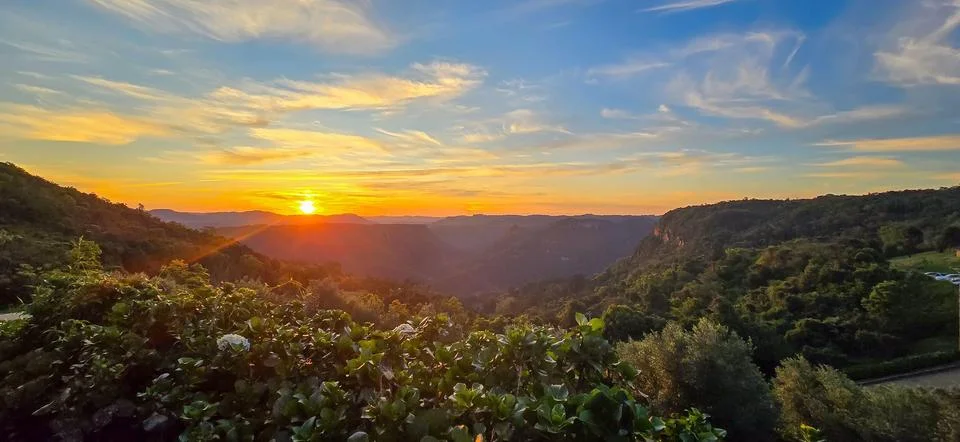 Sunset over Hydrangea Stock Photos