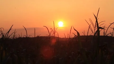 Sunset over Iowa cornfield Stock-Footage 8766094