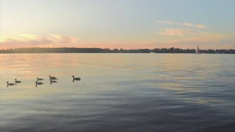 Sunset over lake and trees in summer timelapse 스톡 동영상 79808644