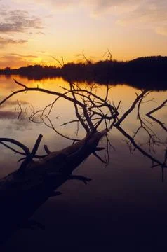 Sunset over lake with fallen tree 스톡 사진