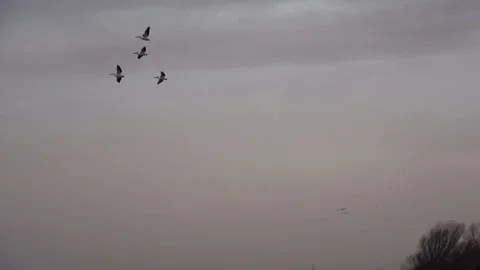 Sunset over the lake. Pelicans. Stock Footage 101434513