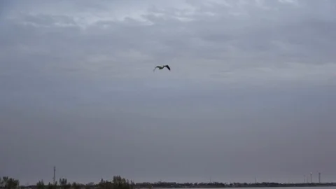 Sunset over the lake. Pelicans. Stock Footage 101434524
