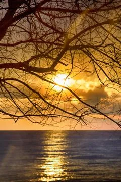 Sunset over lake through bare crowns of trees. Stock Photos