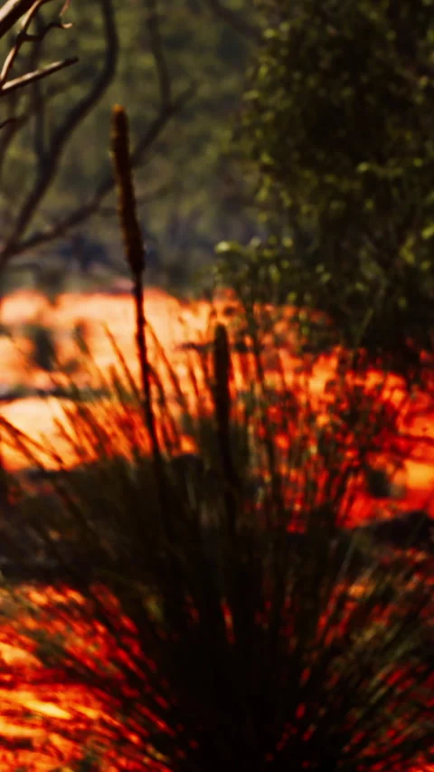 Sunset over the landscape with natural elements in view Stock Footage 348108604