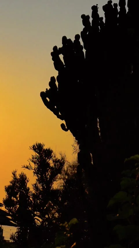Sunset over large cactus. Cactus plant for outdoor gardening. Silhouette cactus. Stock Footage 313079991