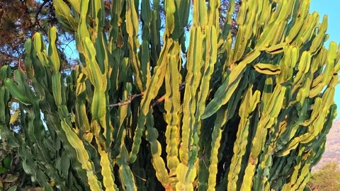 Sunset over a large green cactus. Cactus plant for outdoor gardening. Stock Footage 313077161