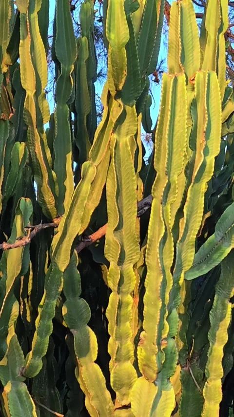 Sunset over a large green cactus. Cactus plant for outdoor gardening. Stock Footage 313140329