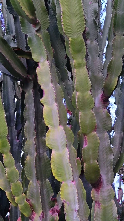 Sunset over a large green cactus. Cactus plant for outdoor gardening. Stock-Footage 315311412