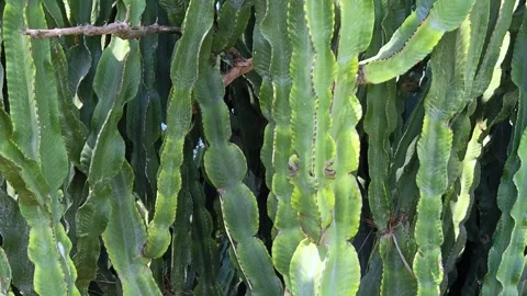 Sunset over a large green cactus. Cactus plant for outdoor gardening. Stock Footage 320880389
