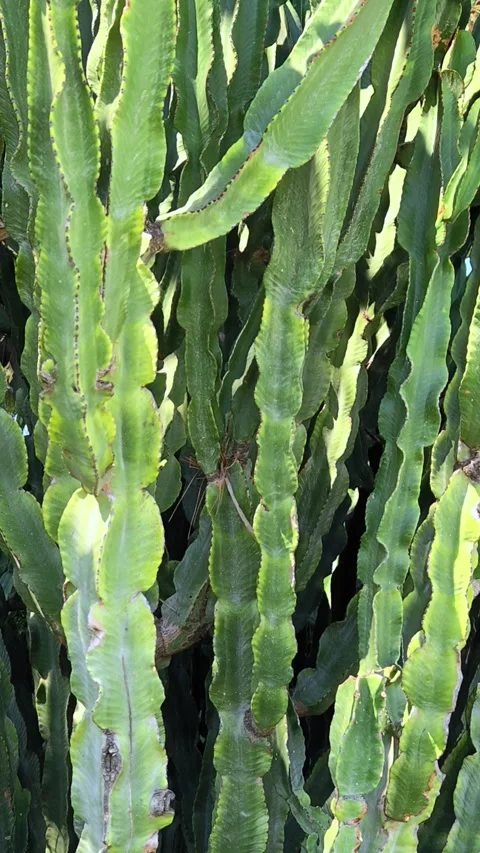 Sunset over a large green cactus. Cactus plant for outdoor gardening. Stock Footage 321145006