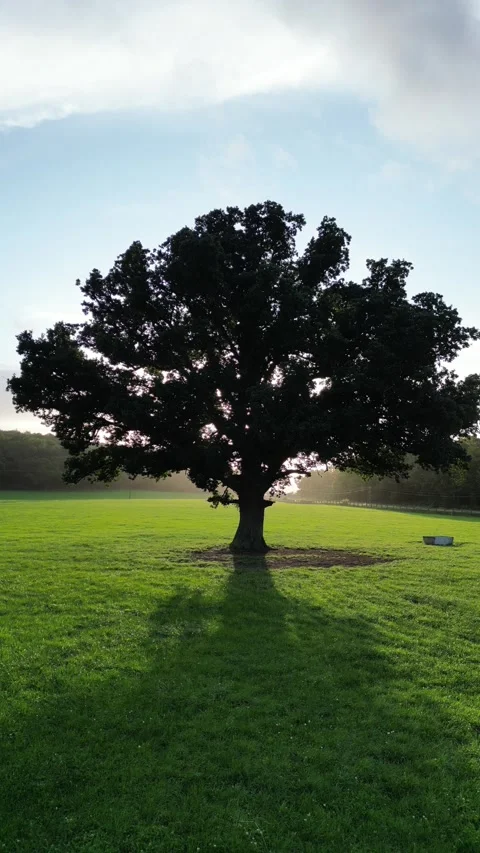 Sunset over the Large Oak Tree Stock Footage 283651713