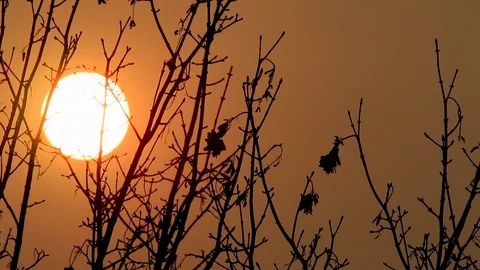 Sunset over late autumn tree tops (152) Stock Footage 93659248