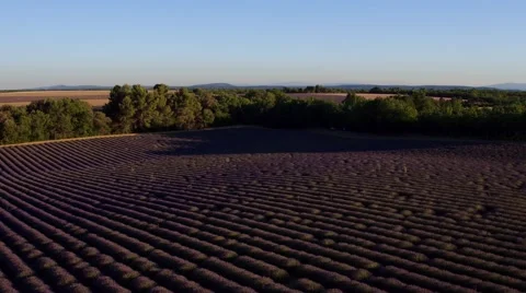 Sunset over lavender field Stock Footage 65271535