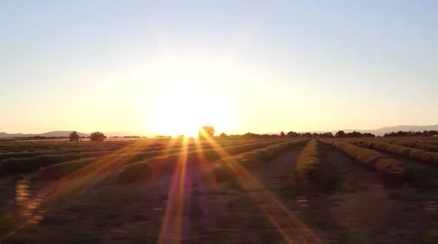 Sunset over lavender field  스톡 동영상 65320650
