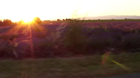 Sunset over a lavender field  스톡 동영상 65329160