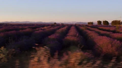 Sunset over a lavender field view from vehicle Stock Footage 65329128