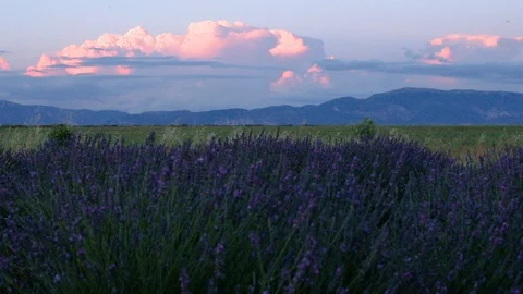 Sunset over the lavender fields in Valensole Plain of Provence Southern Franc Stock Footage 95254048