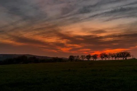 Sunset over a line of apple trees standing in a row. Stock-Fotos
